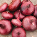 Red Cipollini Onion Seeds - 25 Non-GMO Heirloom Seeds for Planting