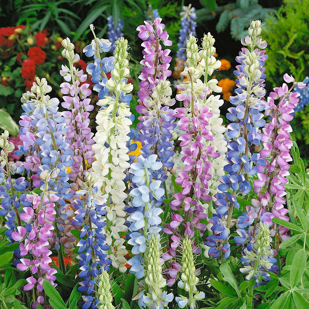 Hartwegii Mix Lupine Seeds - 25+ Seeds, Colorful Spiked Blooms, Full Sun, Pollinator Garden
