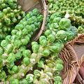 Brussel Sprouts Catskill Seeds - Heirloom Brassica oleracea, 1g (Approx. 200 Seeds)