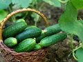 Cucumber Spacemaster 80 Seeds - 35 seeds Cucumis sativus, Compact High-Yield Variety