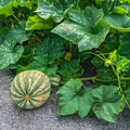 Cushaw Green Striped Pumpkin Seeds (Cucurbita argyrosperma) – Heirloom Winter Squash, 20 Seeds