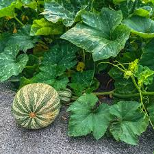 Cushaw Green Striped Pumpkin Seeds (Cucurbita argyrosperma) – Heirloom Winter Squash, 20 Seeds