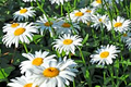 Shasta Daisy Seeds - White Daisies, Non-GMO, Perennial, 200-4,000 Seeds, Zones 4-9