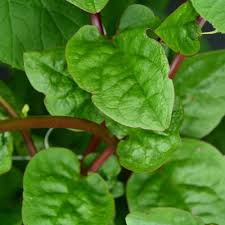 Malabar Spinach Red Stem Seeds – 500mg, Heat-Tolerant Vining Green, Basella rubra
