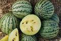 Yellow Petite Watermelon Seeds - Heirloom, Non-GMO | 70 Days to Maturity