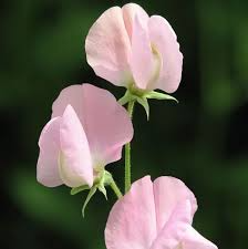 Prima Donna Sweet Pea Seeds – 50+ Rose-Pink Blooms, Climbing Vine for Bouquets