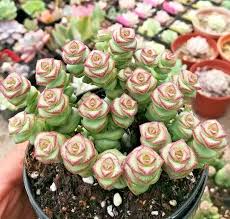 Crassula cv. 'Jade Necklace' Seeds – 25 Seeds - Rare Succulent