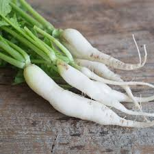 Japanese Minowase Daikon Radish Seeds - 1 Gram (Raphanus sativus) Heirloom