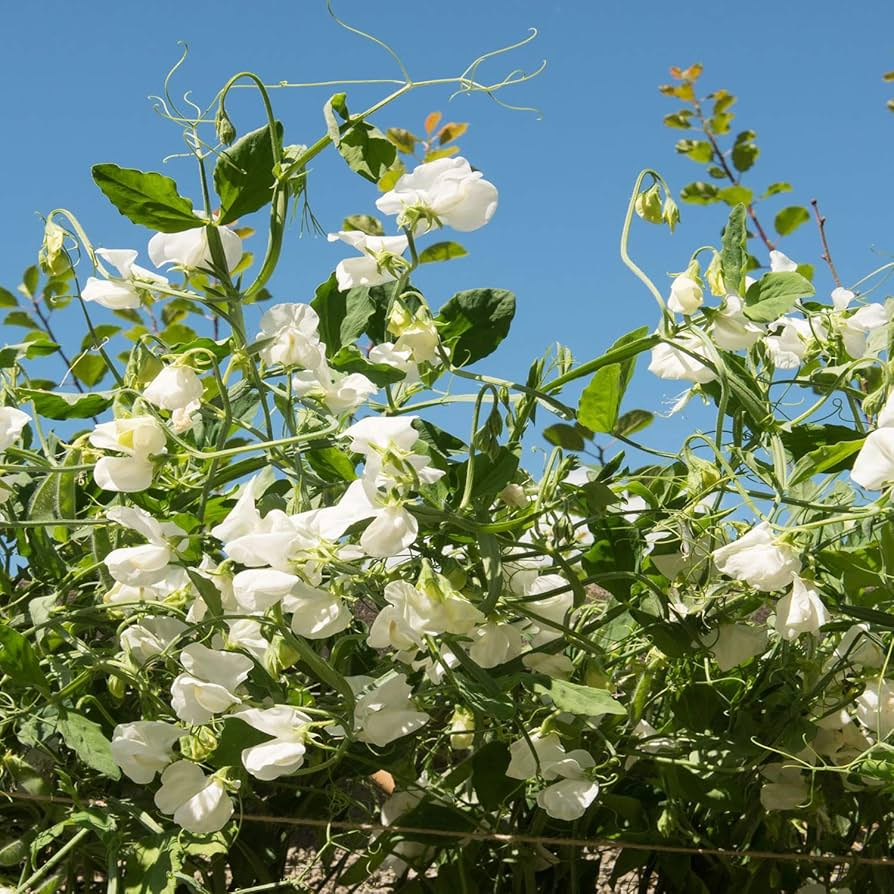Royal White Sweet Pea Seeds – Pure White Climbing Vine for Trellises & Bouquets
