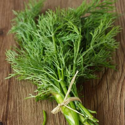 Bouquet Dill Seeds - 4,000 Non-GMO Heirloom Dill Seeds for Fast-Growing Culinary Herb