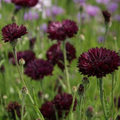 Cornflower Bachelor's Button Almost Black Purple Seeds - Centaurea Cyanus, 200 Seeds, Non-GMO