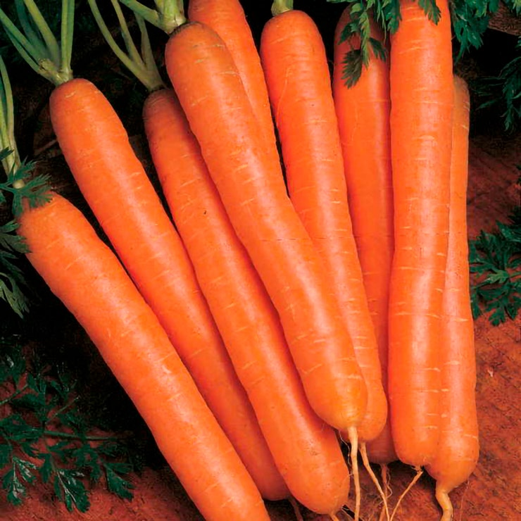 Scarlet Nantes Carrot Seeds | Heirloom, Non-GMO | 6-8" Roots, 65 Days