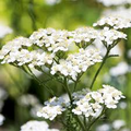 White Yarrow Seeds - Achillea millefolium | 5000 Seeds for Pollinator Gardens