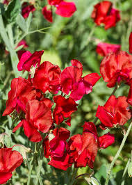 Royal Scarlet Sweet Pea Seeds – Climbing Vine, 50+ Scarlet Red Blooms – Lathyrus odoratus – Annual