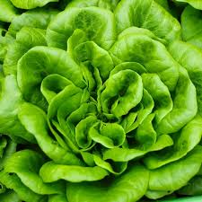 Bibb Butterhead Lettuce Seeds - 1g Lactuca sativa, Heirloom, Non-GMO