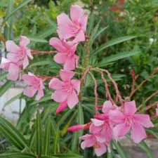Pink Oleander Live Cuttings, 7x7in - Nerium oleander Pink, Starter Plant