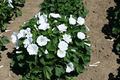 Dwarf White Rose Mallow Seeds – Hibiscus Moscheutos, 40 Seeds, Pollinator Friendly