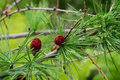 American Larch Tree (Larix laricina) Bare Root Live Plant | Hardy Deciduous Conifer for Landscaping