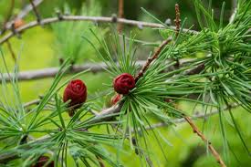 American Larch Tree (Larix laricina) Bare Root Live Plant | Hardy Deciduous Conifer for Landscaping