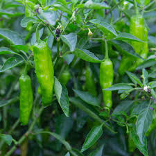 Shishito Oriental Hot Pepper Seeds – 250mg for Planting, Mild Asian Variety
