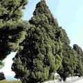 50 Italian Cypress Tree Seeds (Cupressus sempervirens) | Non-GMO, Evergreen Privacy Screen