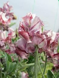Aurora Borealis Sweet Pea Seeds – 50+ Semi-Dwarf Fragrant Mix, Full Sun, 24-30 in