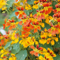 Phoenix Nasturtium Seeds (50+): Fringed Red, Orange & Gold Edible Flowers | Tropaeolum majus