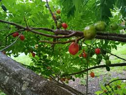 Hog Plum (Spondias Purpurea) – 3 Fresh Unrooted Cuttings