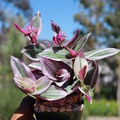 Tradescantia Nanouk Cuttings (3 Unrooted 3-4”) Pink Wandering Jew — Propagate Indoor Plant