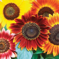 Autumn Beauty Sunflower Seeds - Multicolored Blooms, 1g
