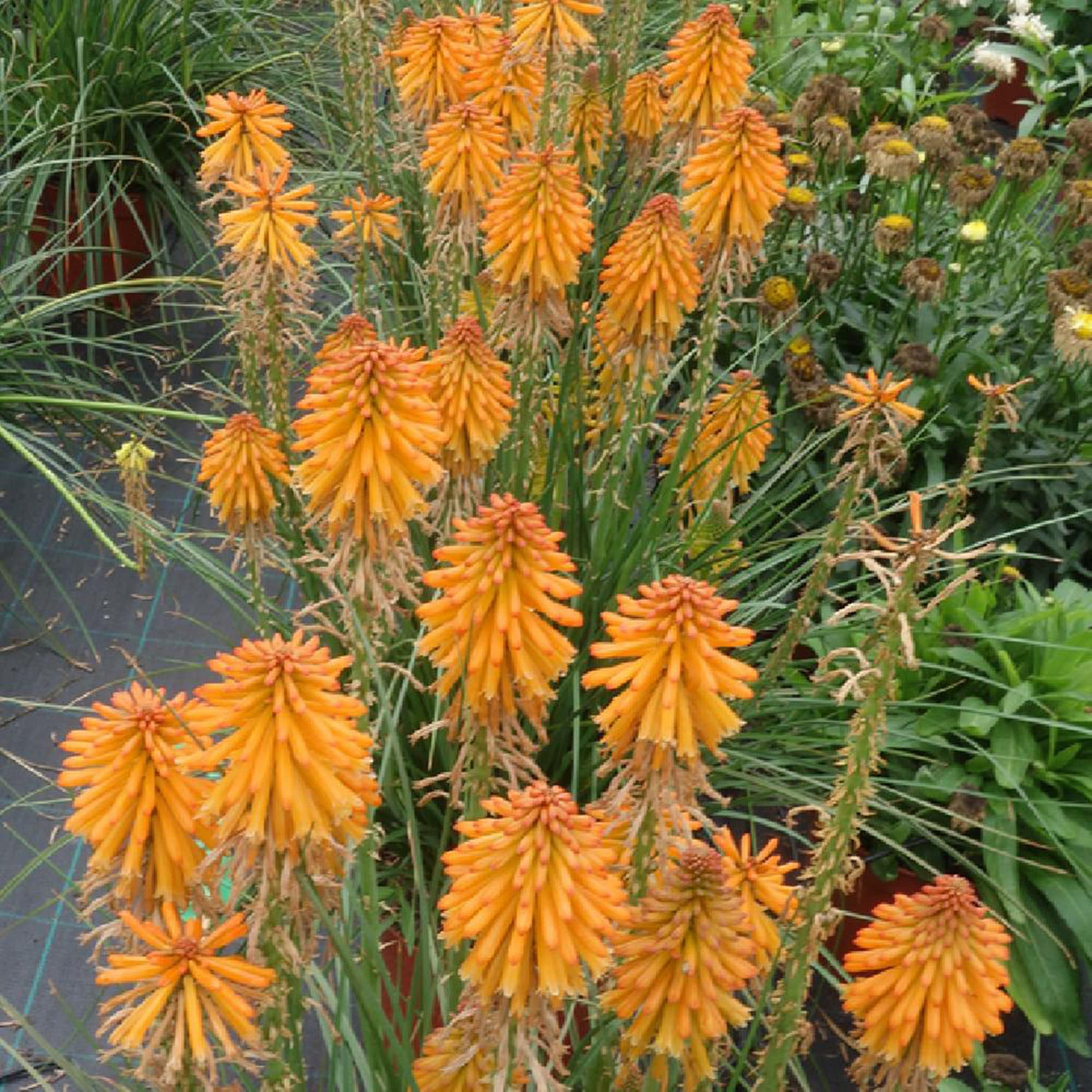 Kniphofia Mango Popsicle Bare Root Hot Poker Plant | 1 Bare Root Perennial