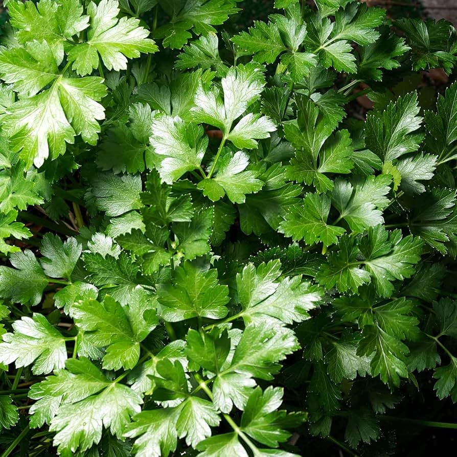 Dark Green Italian Giant Parsley Seeds (Petroselinum crispum neapolitanum) - 500 Seeds