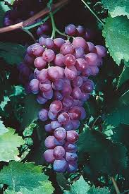 Red Catawba Grape Vine (Vitis labrusca) - Rooted Starter Plant, 12”+ tall