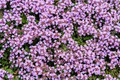 Creeping Thyme Seeds Thymus Serpyllum - Ground Cover, Pollinator-Friendly Herb (1000 Seeds)