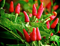 Tiny Tim Tomato Seeds - 15 Seeds, Dwarf Cherry Tomato, 12–18 in Plant, Solanum lycopersicum