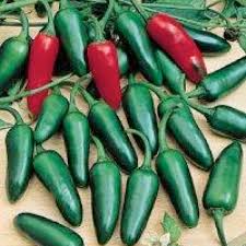 Mild TAM Jalapeño Pepper Seeds – Capsicum annuum, Heirloom, Non-GMO, 1,000–3,500 Scoville