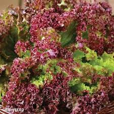 Lollo Rosso Lettuce Seeds - 1000 Premium Non-GMO Heirloom Frilly Red Leaf