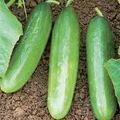 Diva Cucumber Seeds (Cucumis sativus) – Burpless, Seedless Hybrid, 20 Seeds
