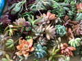 20+ Assorted Succulent Unrooted Cuttings - 20 Varieties (Echeveria, Crassula, Sedum, Aloe, Kalanchoe) DIY Plant Collection