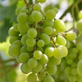 Grape Vine 18” Rooted Cutting – Sweet Seedless Green Grape Plant (Starter Plant) - Local Pickup