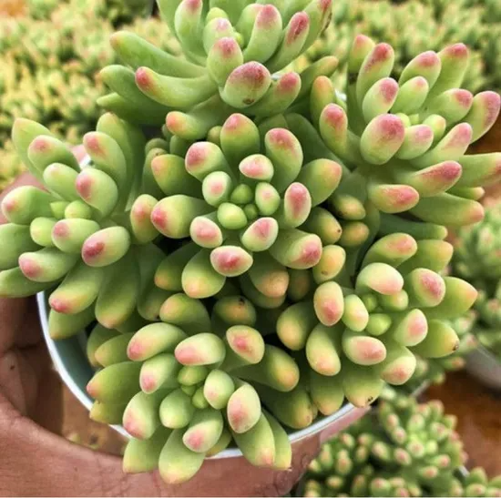 Sedum 'Alice Evans' Bare Root Live Plants - 3 Pack (Succulent Stonecrop)