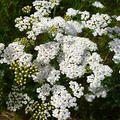 White Yarrow Seeds – Achillea millefolium | 1000 Seeds, Pollinator-Friendly Perennial