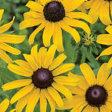 Black-eyed Susan Seeds Rudbeckia hirta - Hardy Perennial, 100mg