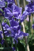 Just Julia Sweet Pea Seeds – Climbing Flower Vine, 50+ Mid-Blue Blooms