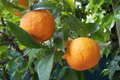 Pixie Mandarin Orange Citrus × Aurantium Unrooted Cuttings (5) - Edible Sweet Fruit, Organic