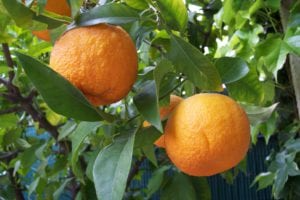 Pixie Mandarin Orange Citrus × Aurantium Unrooted Cuttings (5) - Edible Sweet Fruit, Organic