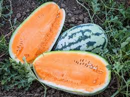 Orangeglo Watermelon Seeds - Citrullus Lanatus, 10 Seeds
