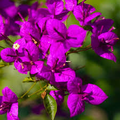 Purple Bougainvillea Glabra - Live Plant 5-7" Tall in 4" Pot