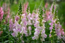 Legend Light Pink Snapdragon Seeds - 1000+ | Double Blooms, Pollinator-Friendly