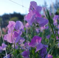 Oyama Bicolour Sweet Pea Seeds – 50+ Dual-Tone Blooms, Climbing Vine (Lathyrus odoratus) – Easy Spring Planting